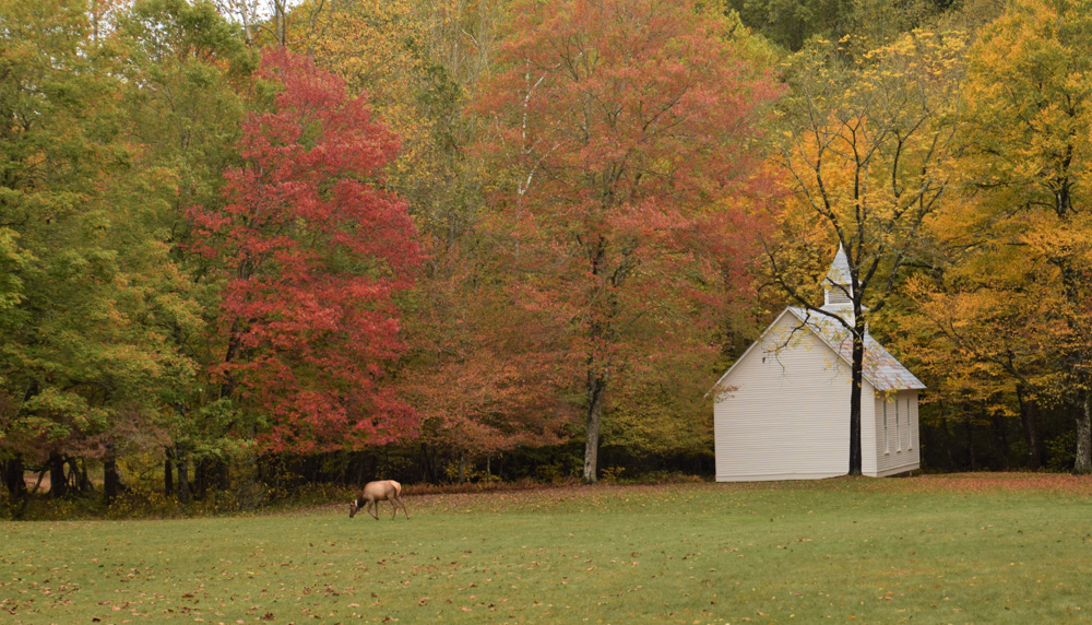 Grazing at church