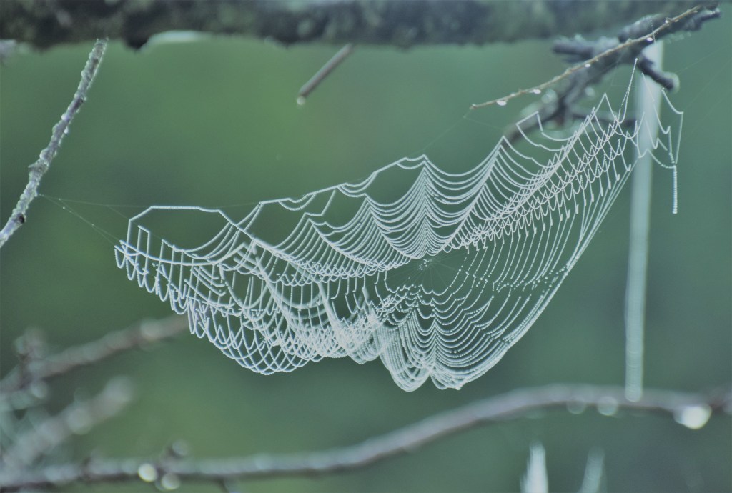 meadowlarksunrise (60)