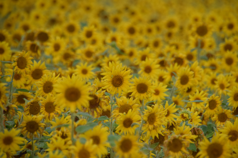 ShannonJordanSunflowerPraises