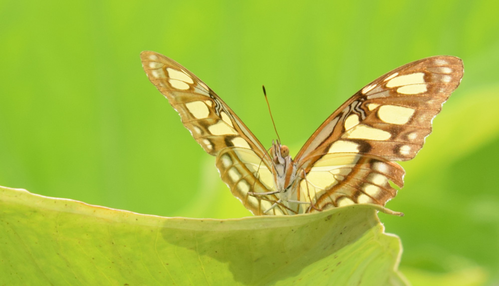 ShannonJordanTranquility