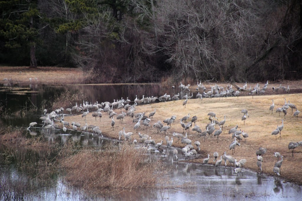 Sandhill Cranes